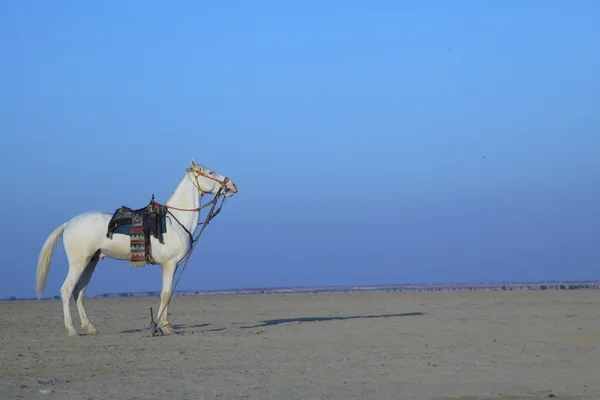 White Horse in woestijn — Stockfoto