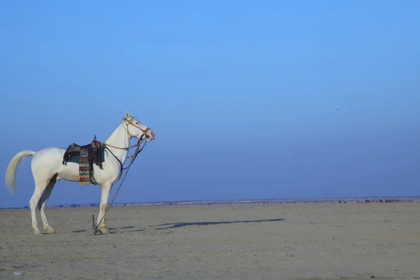 Cavallo Bianco nel deserto — Foto Stock