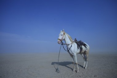 White Horse çölde