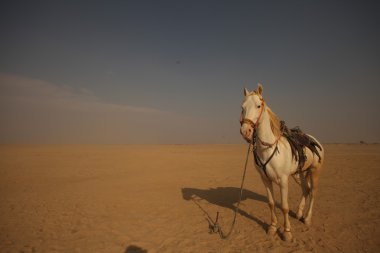 White Horse çölde