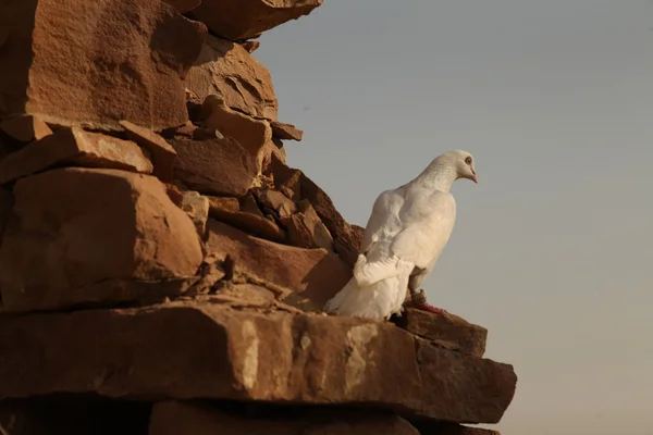 Weiße Taube auf der Steinmauer im ländlichen Raum — Stockfoto