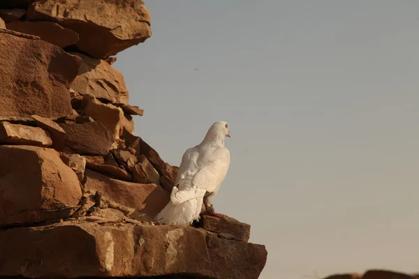 Pigeon blanc sur le mur de pierre en zone rurale — Photo