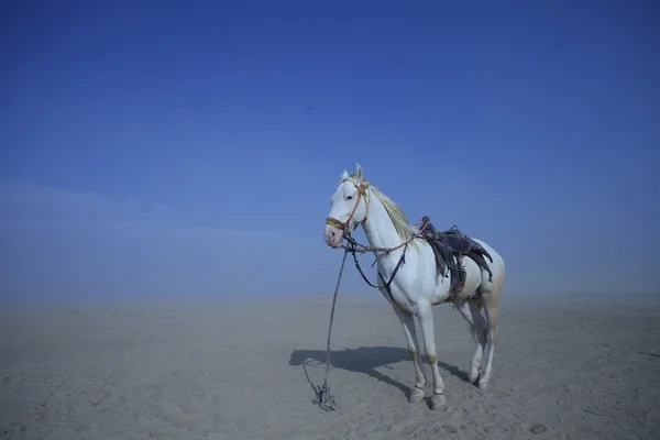 Vita hästen i öknen — Stockfoto