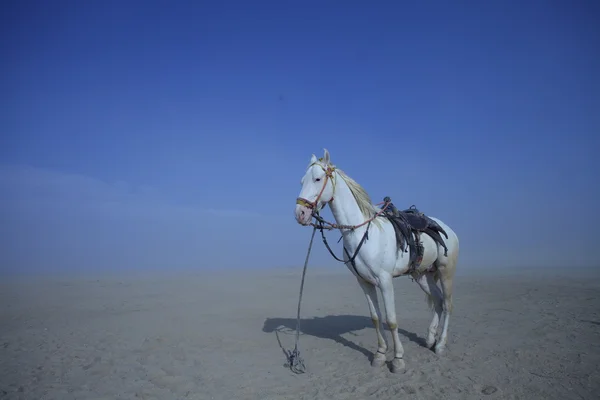 Cavalo Branco no deserto — Fotografia de Stock