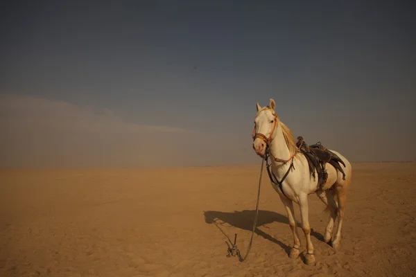 Wit paard in de woestijn — Stockfoto