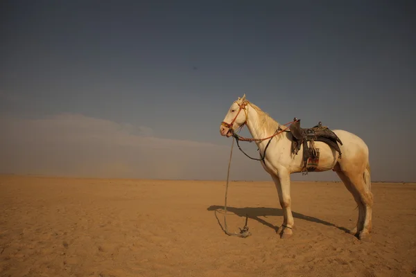 Caballo blanco en el desierto — Foto de Stock