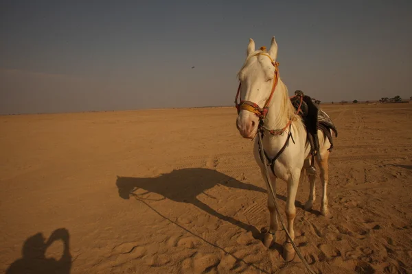 Wit paard in de woestijn — Stockfoto