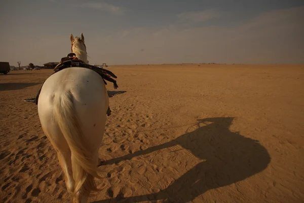 Wit paard in de woestijn — Stockfoto