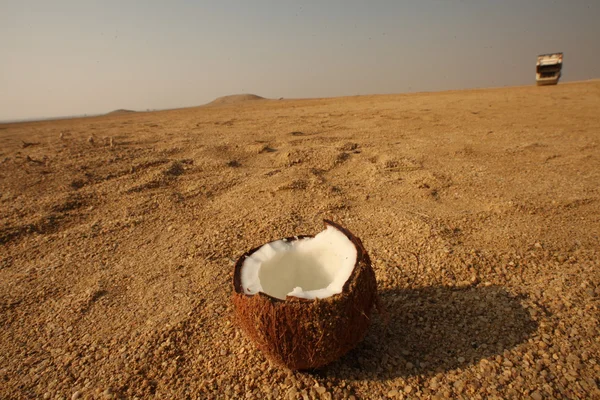 Closeup tiro de coco no deserto — Fotografia de Stock