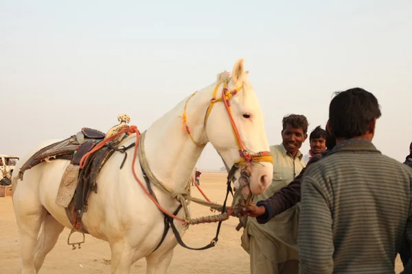 Caballo blanco en el desierto — Foto de Stock