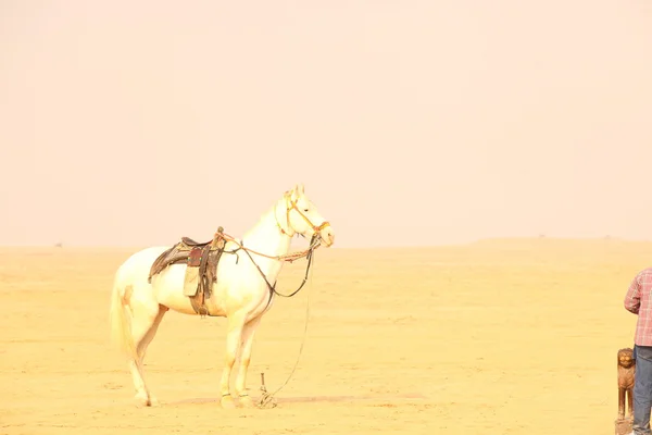 Cheval blanc dans le désert — Photo