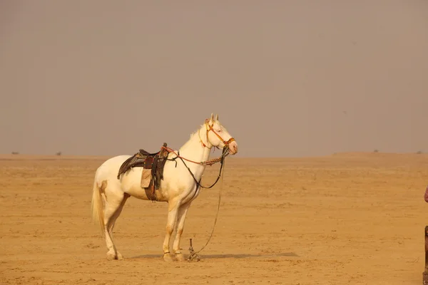 沙漠中的白马 — 图库照片