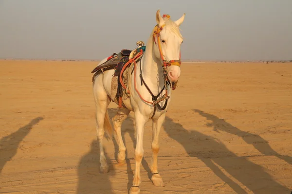 Caballo blanco en el desierto — Foto de Stock