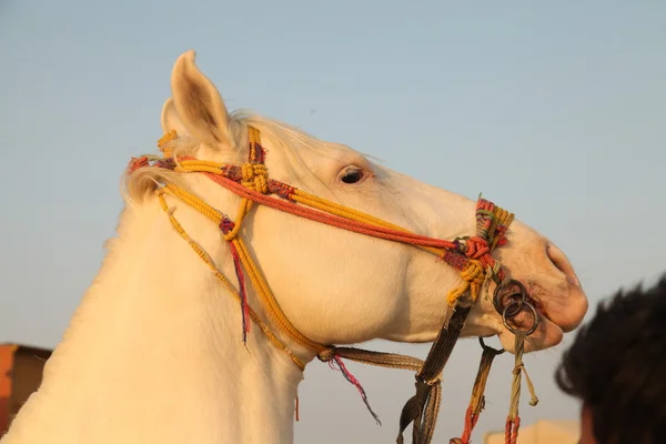 Caballo blanco en el desierto — Foto de Stock