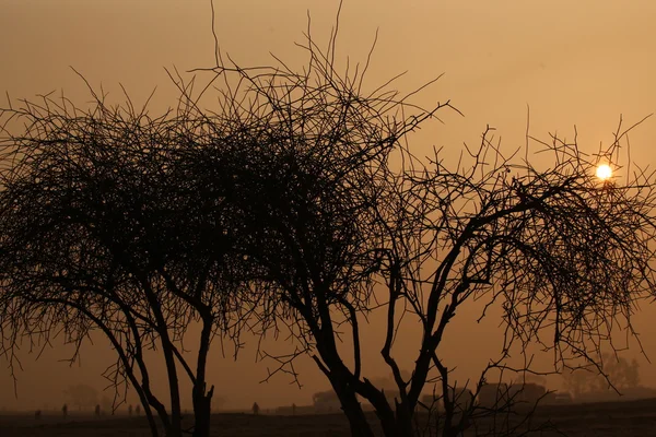 A sivatagi száraz fák sziluettek — Stock Fotó