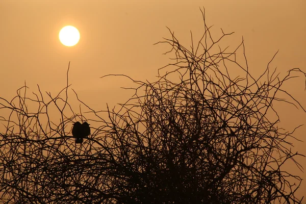 Silhouette di alberi secchi nel deserto — Foto Stock