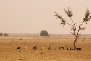 Araç çöl Rajasthan Hindistan