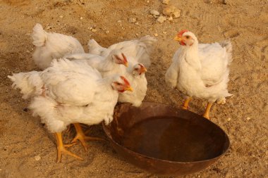 Tavukları içme suyu