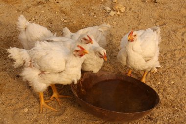 Tavukları içme suyu