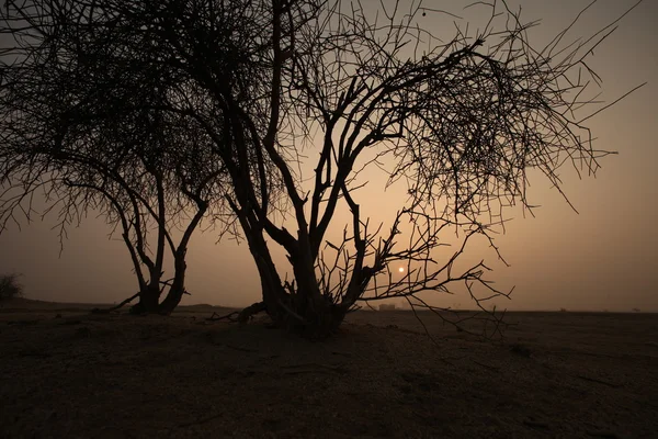 Çölde kuru ağaçlar siluetleri