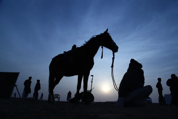 Silhouette di Cavallo nel deserto — Foto Stock