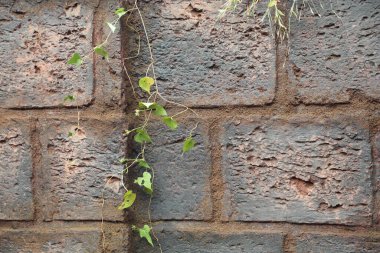 Klasik taş duvar dokusu