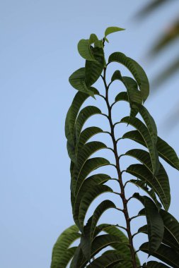 Hint İlaçlı Bitki Yaprak makro shot 'ı