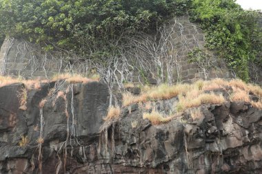 Medicated plant Roots in the Rock Hill