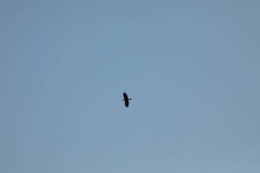 Gökyüzünde uçan kara karga
