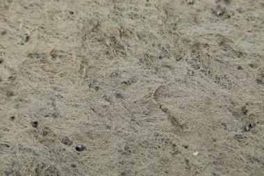 Kumsalda kuru yosunlar