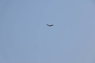 Kuş Kartal gökyüzünde uçuyor