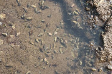 Deniz kabuğu Plajı kum üzerinde