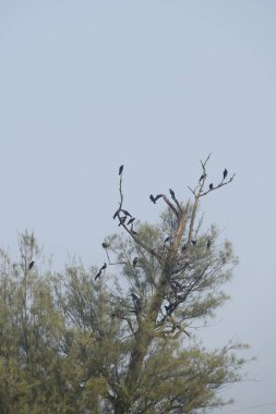 Kara kargalar ağaçta