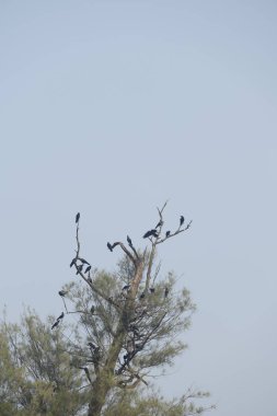 Kara kargalar ağaçta