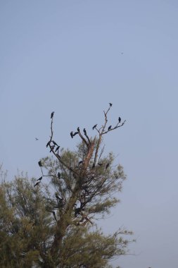 Kara kargalar ağaçta