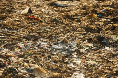 Hindistan sahilinde çöp.