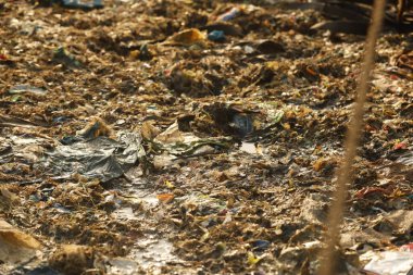 Hindistan sahilinde çöp.