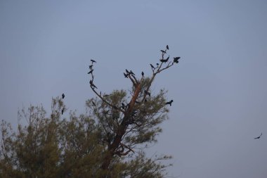 Kara kargalar ağaçta