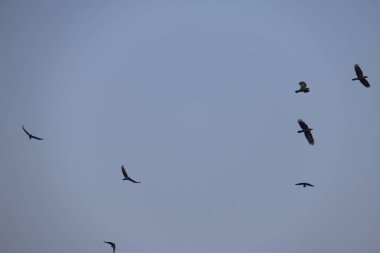 gökyüzünde uçan kargalar