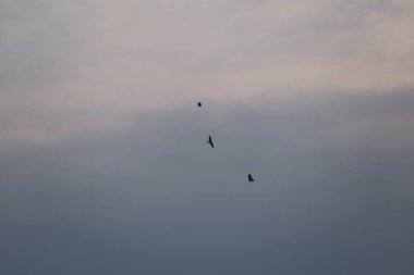 Kuş Kartal gökyüzünde uçuyor