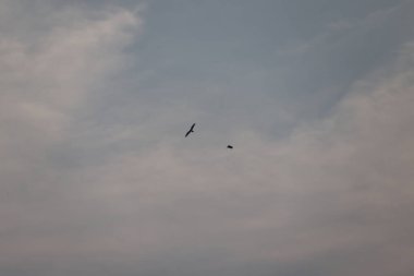 Kuş Kartal gökyüzünde uçuyor