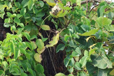 Hint İlaçlı Bitki Yaprakları makro shot 'ı