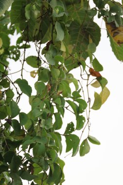 Hint İlaçlı Bitki Yaprakları makro shot 'ı