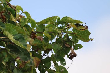 Hint İlaçlı Bitki Yaprakları makro shot 'ı