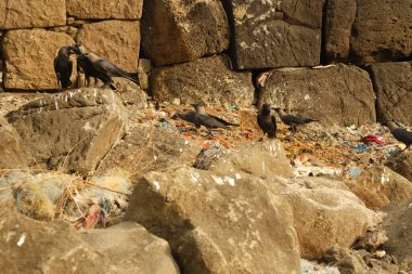 Sahilde işlenmemiş taşlar