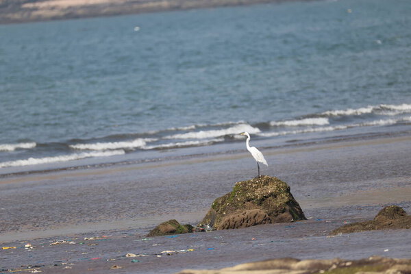 Bird Crane in the Beach