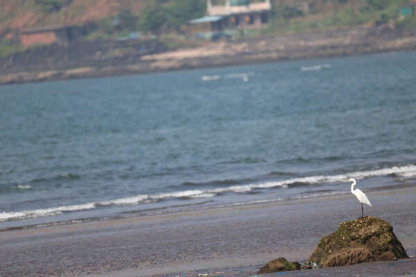 Bird Crane in the Beach