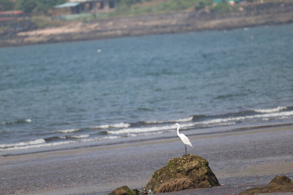 Bird Crane in the Beach