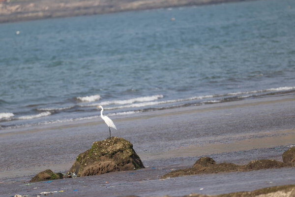Bird Crane in the Beach