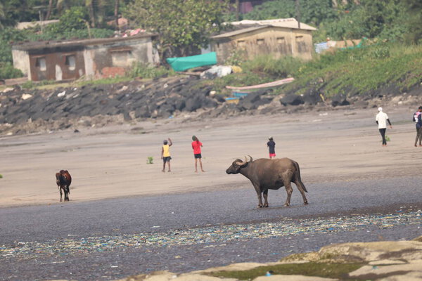 Cow in the Beach India